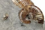 Excellent Fossil Ammonite Cluster - South Dakota #131227-1